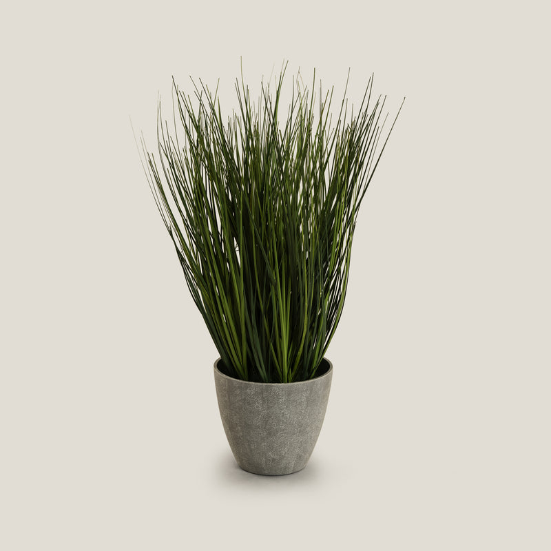 Onion Grass Potted Plant