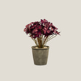 Potted Oxalis Purple Plant