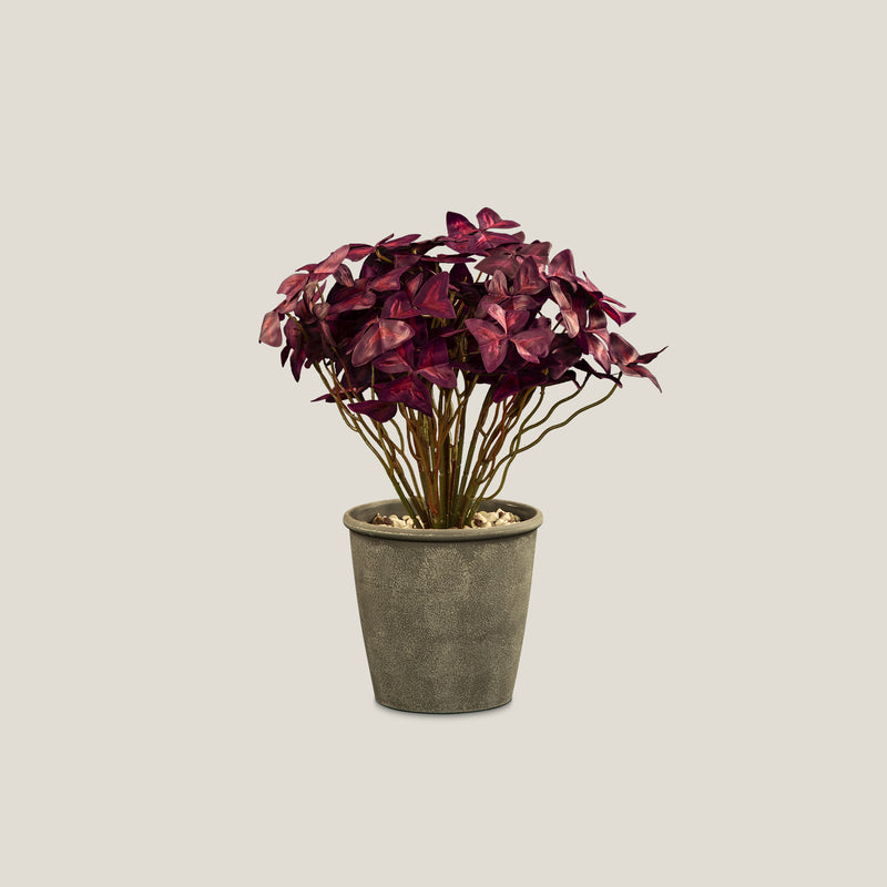 Potted Oxalis Purple Plant