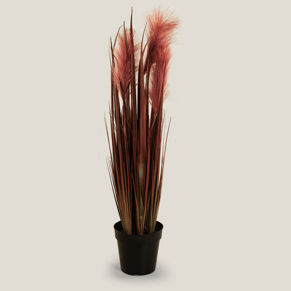 Bulrush Maroon Potted Plant