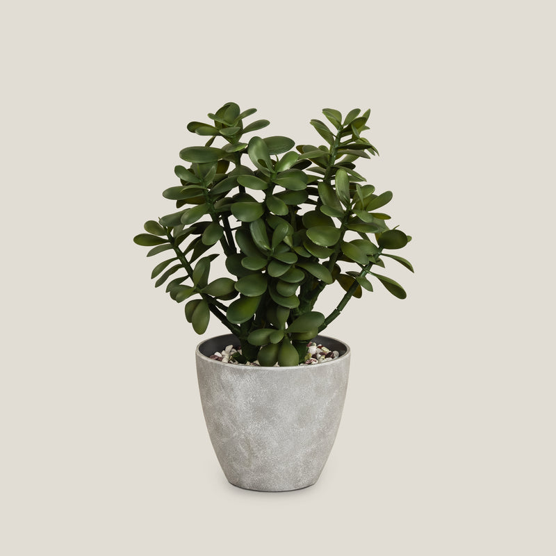 Jade Potted Plant