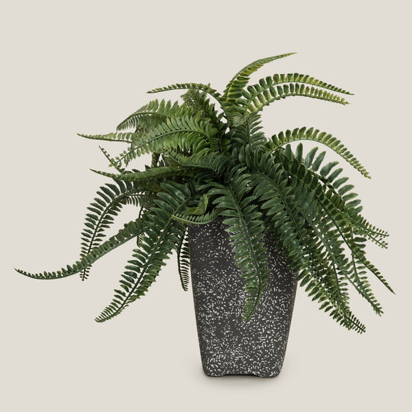 Fern Potted Plant Large