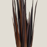 Sugarcane Potted Plant