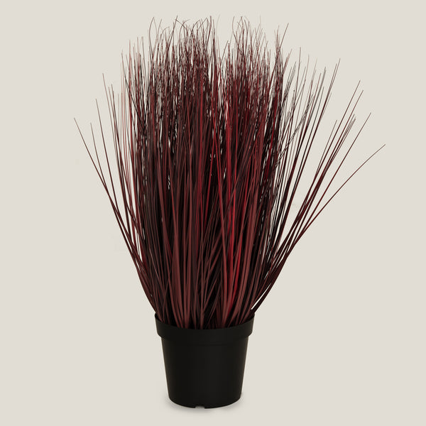 Onion Grass Burgundy Potted Plant