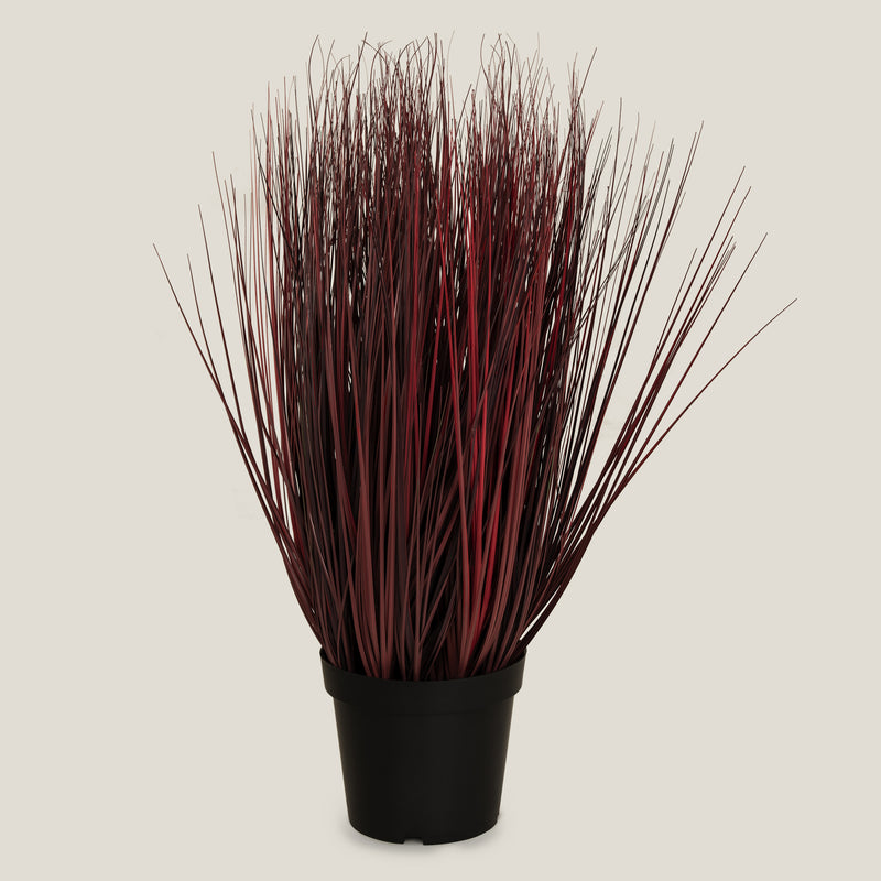 Onion Grass Burgundy Potted Plant