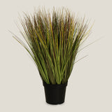 Onion Grass Potted Plant Large