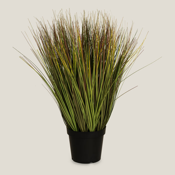 Onion Grass Potted Plant Large