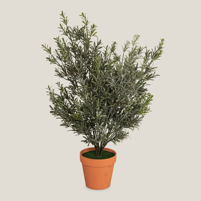 Rosemary Potted Plant