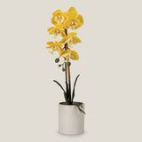 Yellow Phalaenopsis Potted Plant S