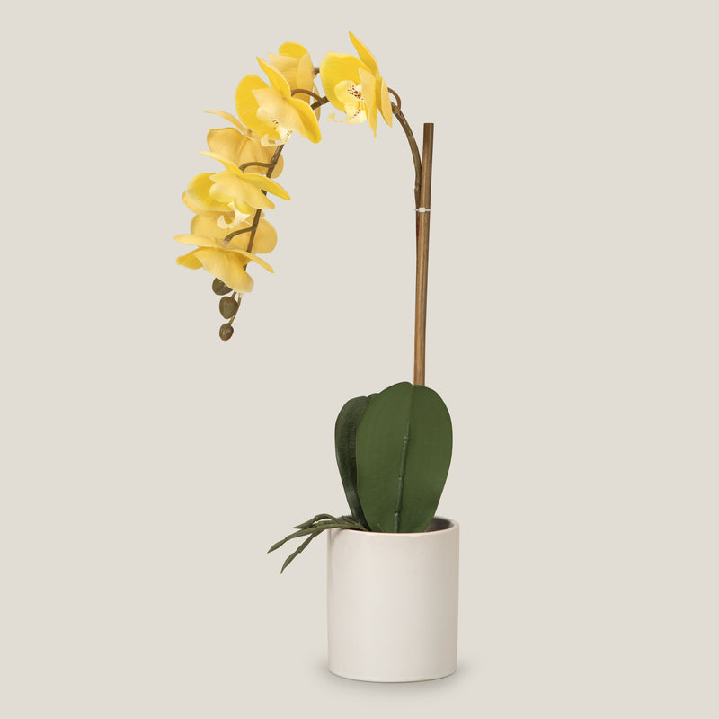 Yellow Phalaenopsis Potted Plant S
