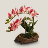 Fuchsia Moth Orchid Potted Plant