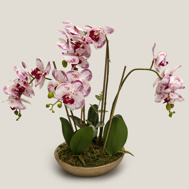 Pink Moth Orchid Potted Plant