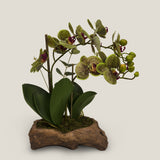 Green Moth Orchid Potted Plant