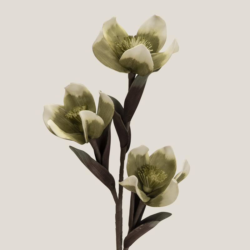 Green Chinese Magnolia